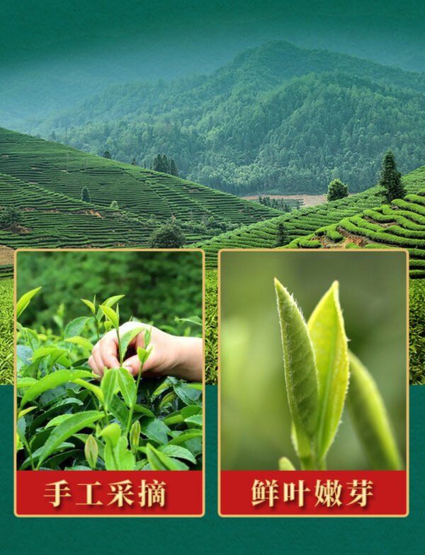 Green Tea, New Tea, Mingqian Spring Tea, Longjing Maojian Tea, Gaoshan Green Tea, Biluochun Maojian Strong Aroma Canned Tea - 图片 7