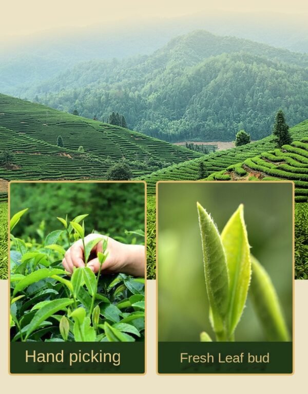 Biluochun green tea, pre rain new tea, canned spring tea with strong aroma. gift set - 图片 11