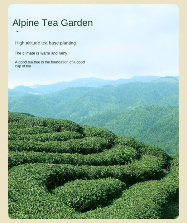 Biluochun green tea, pre rain new tea, canned spring tea with strong aroma. gift set - 图片 6